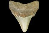Fossil Megalodon Tooth - North Carolina #109043-1